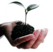 Hand holding plant, symbolising nurturing and growth